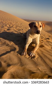 dune dog