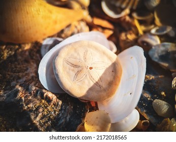 Sand Dollar Animal Shell Detail On The Beach