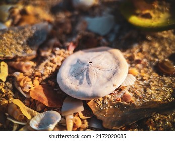 Sand Dollar Animal Shell Detail On The Beach