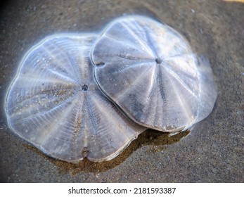 Sand Dollar Animal Shell Detail On The Beach