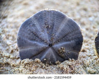 Sand Dollar Animal Shell Detail On The Beach