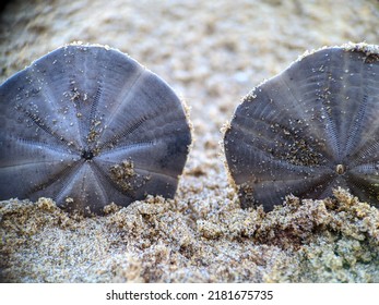 Sand Dollar Animal Shell Detail On The Beach 