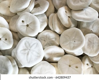 Sand Dollar Background Stock Photo 642809437 | Shutterstock