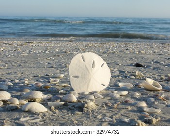 Sand Dollar At The Beach Amongst Sea Shells