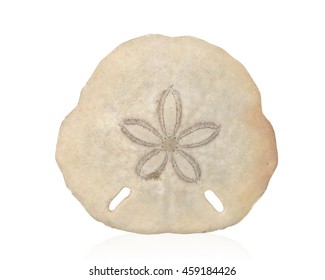 Sand Dollar (keyhole Urchin) Ocean Treashes Starfish Isolated On A White Background. This Has Clipping Path.