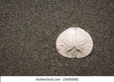 Sand Dollar On The Beach