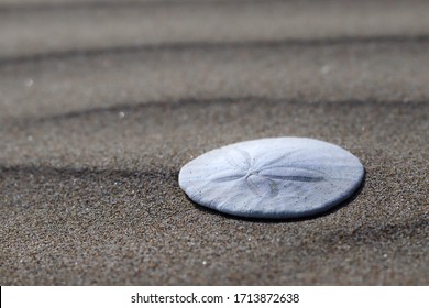 Sand Dollar On Beach With Ripples In Sand
