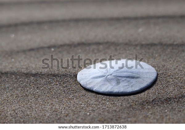Sand dollar on beach\
with ripples in sand