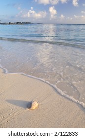 Sand Dollar On White Sand Beach, Bahamas