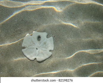 Sand Dollar Nipples