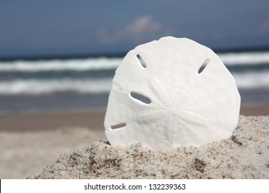 Sand Dollar Shell