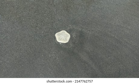 Sand Dollar Shell With Dark Sand Background