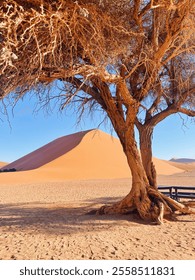 Sand Dune 45 in Namibia
