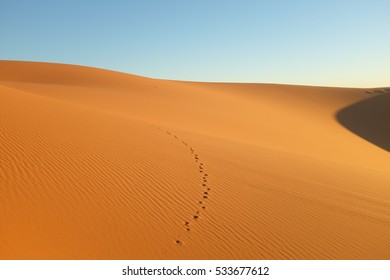 Sand Dune With Animal Tracks In The Morning