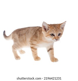 The Sand Dune Cat Isolated On White