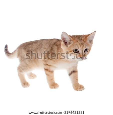 The Sand dune cat isolated on white