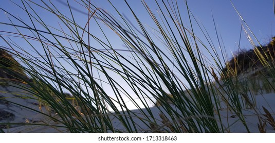 Sand Dune Grass At Trinity Beach