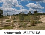 Sand dune hills filled with grasses, shrubs, Birch trees and Evergreen trees, on a summer day, in Kohler Andrae State Park, Sheboygan, Wisconsin, USA