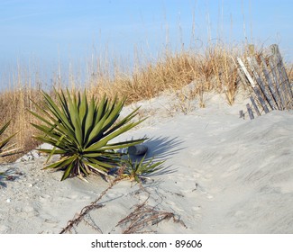 Sand Dune With Seaoats And Other Plant At Wrightsville Beach