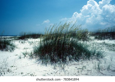 Sand Dune, St. George Island, Fl.