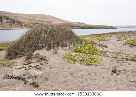 Sand Dune Topped with Wild Grass and Beach Flowers