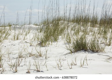 Sand Dunes With Beach Grasses At North Beach In Fort De Soto Park, St. Petersburg, Florida.