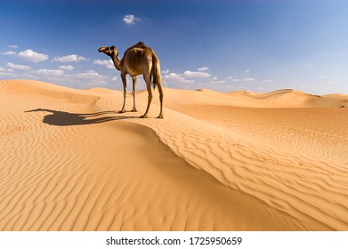 terrestrial habitat desert