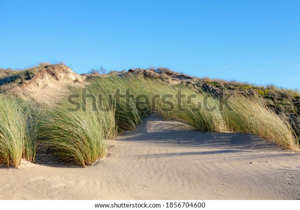 The sand dunes or dyke at Dutch north sea\
coastline, Selective focus of european marram grass (beach grass)\
under blue sky as background, Nature pattern texture background,\
North Holland, Netherlands.