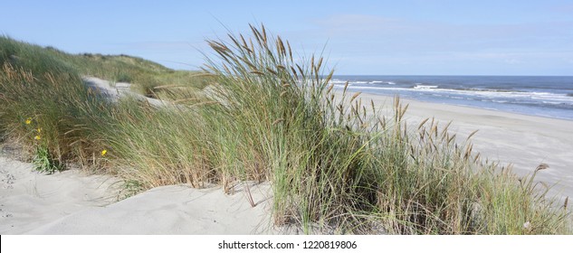 Sand dunes with dunes grass on the North Sea