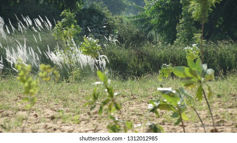 Sand Dunes, Green Forest, Fort, Aravalai Range Of Rajasthan Near Pushkar, District Nagaur