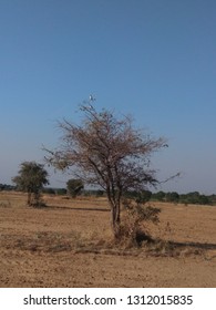 Sand Dunes, Green Forest, Fort, Aravalai Range Of Rajasthan Near Pushkar, District Nagaur