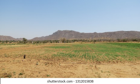 Sand Dunes, Green Forest, Fort, Aravalai Range Of Rajasthan Near Pushkar, District Nagaur