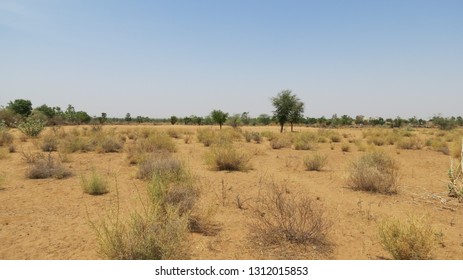 Sand Dunes, Green Forest, Fort, Aravalai Range Of Rajasthan Near Pushkar, District Nagaur