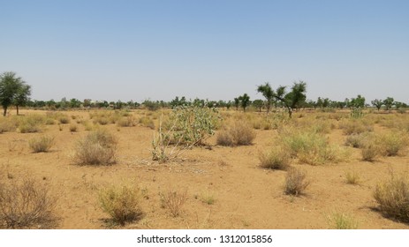 Sand Dunes, Green Forest, Fort, Aravalai Range Of Rajasthan Near Pushkar, District Nagaur