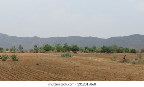 Sand Dunes, Green Forest, Fort, Aravalai Range Of Rajasthan Near Pushkar, District Nagaur