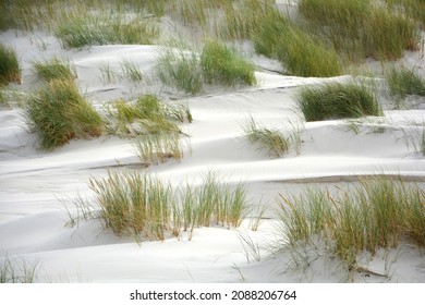 Sand Dunes On The Shore Of The Baltic Sea. Marram Grass Growing In The Sand.
