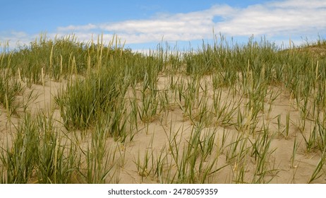 Sand dunes on the shore of the Baltic Sea. Marram grass (beach grass) growing in the sand. Landscape with beach sea view, sand dune and grass. - Powered by Shutterstock