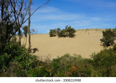 Sand Dunes On Stockton Beach