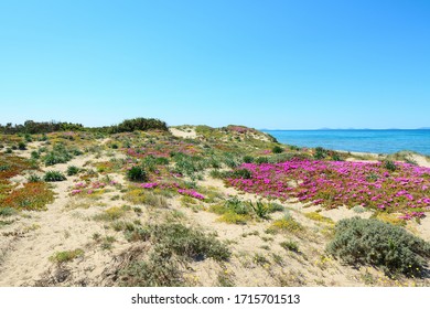 Sanddünen und rosafarbene Blumen am Strand von Platamona, Sardinien