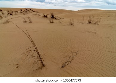 Sand Dunes With Plantlife Growing Keeping the Dunes In Place, Ecological Restoration Taking Place , Jockeys Ridge , Outer Banks North Carolina  - Powered by Shutterstock