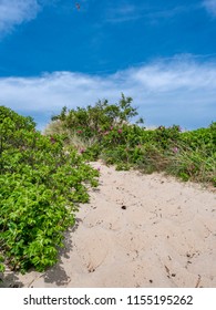 Sand Dunes In The Popular Resort Hornbæk In North Zealand, Denmark, Scandinavia, Europe