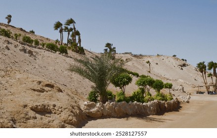 Sand dunes at a resort in Egypt, landscape design - palm trees and pineapples, beautiful landscape in Hurghada - Powered by Shutterstock