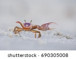 Sand Fiddler Crab - Uca pugilator
