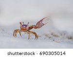 Sand Fiddler Crab - Uca pugilator
