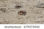Sand Fiddler Crabs (Uca pugilator), 