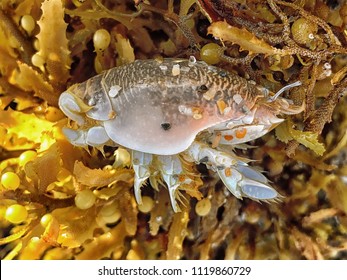 Sand Flea In South Florida On Seaweed During Sargassum Algae Bloom (Emerita Talpoida)