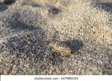 Sand flea, Talitrus saltator, sea water flea on a sandy beach, closeup. - Shutterstock ID 1479885296