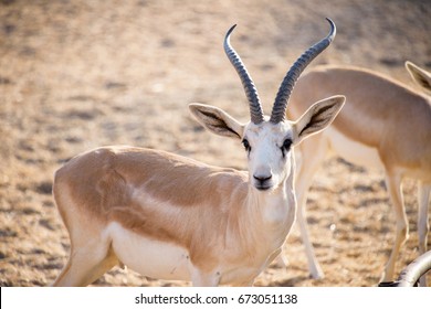 Sand Gazelle