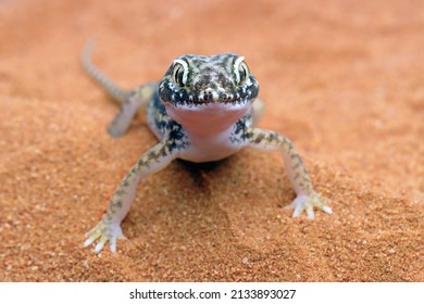 Sand gecko basking in the sand, Closeup head sand gecko (Stenodactylus petrii), Stenodactylus petrii gecko - Shutterstock ID 2133893027