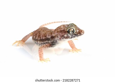 Sand Gecko Closeup On White Background, Sand Gecko On Isolated White Background